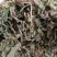 紫花地丁色泽好野生高含量一公斤起包邮