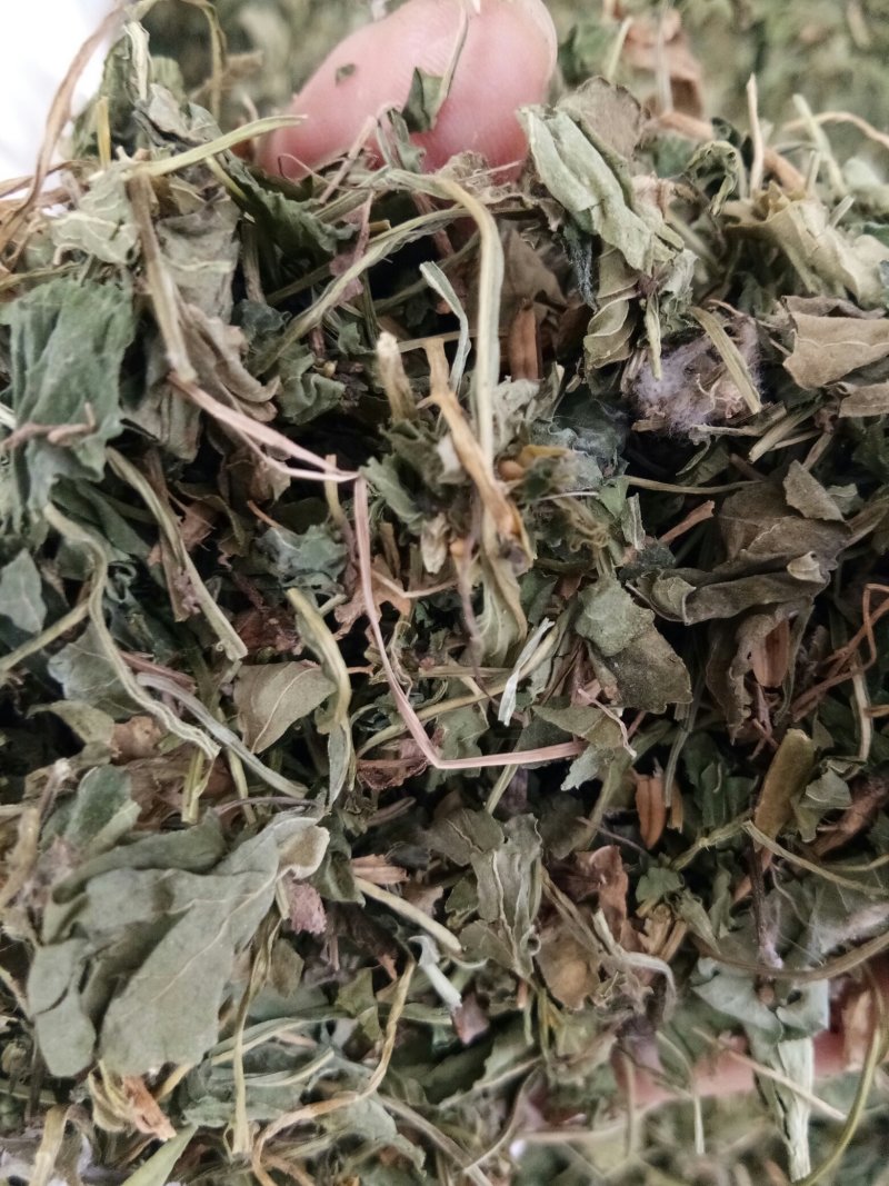 紫花地丁色泽好野生高含量一公斤起包邮