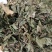 紫花地丁色泽好野生高含量一公斤起包邮