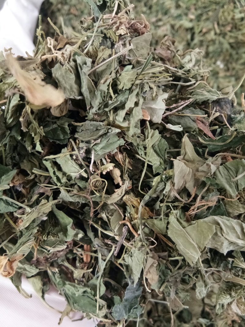 紫花地丁色泽好野生高含量一公斤起包邮