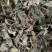紫花地丁色泽好野生高含量一公斤起包邮