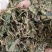 紫花地丁色泽好野生高含量一公斤起包邮