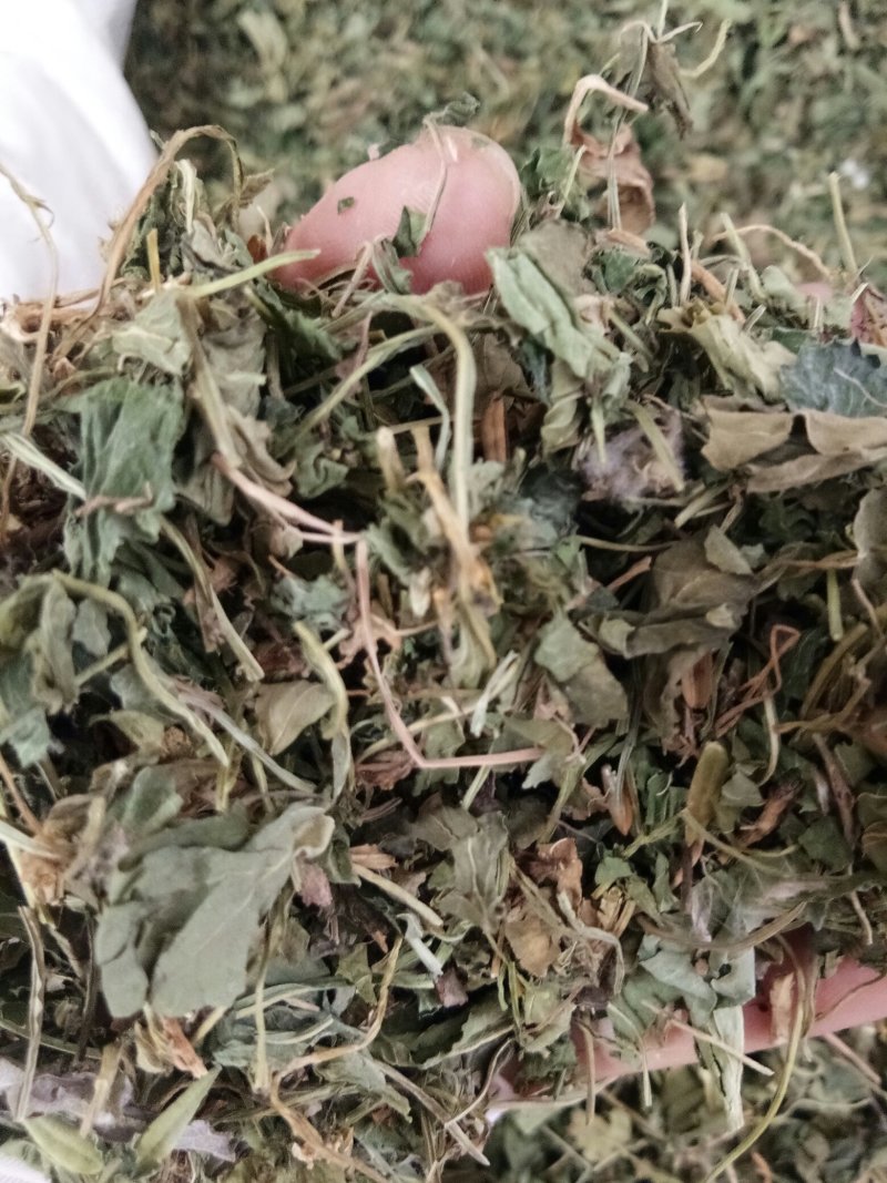 紫花地丁色泽好野生高含量一公斤起包邮