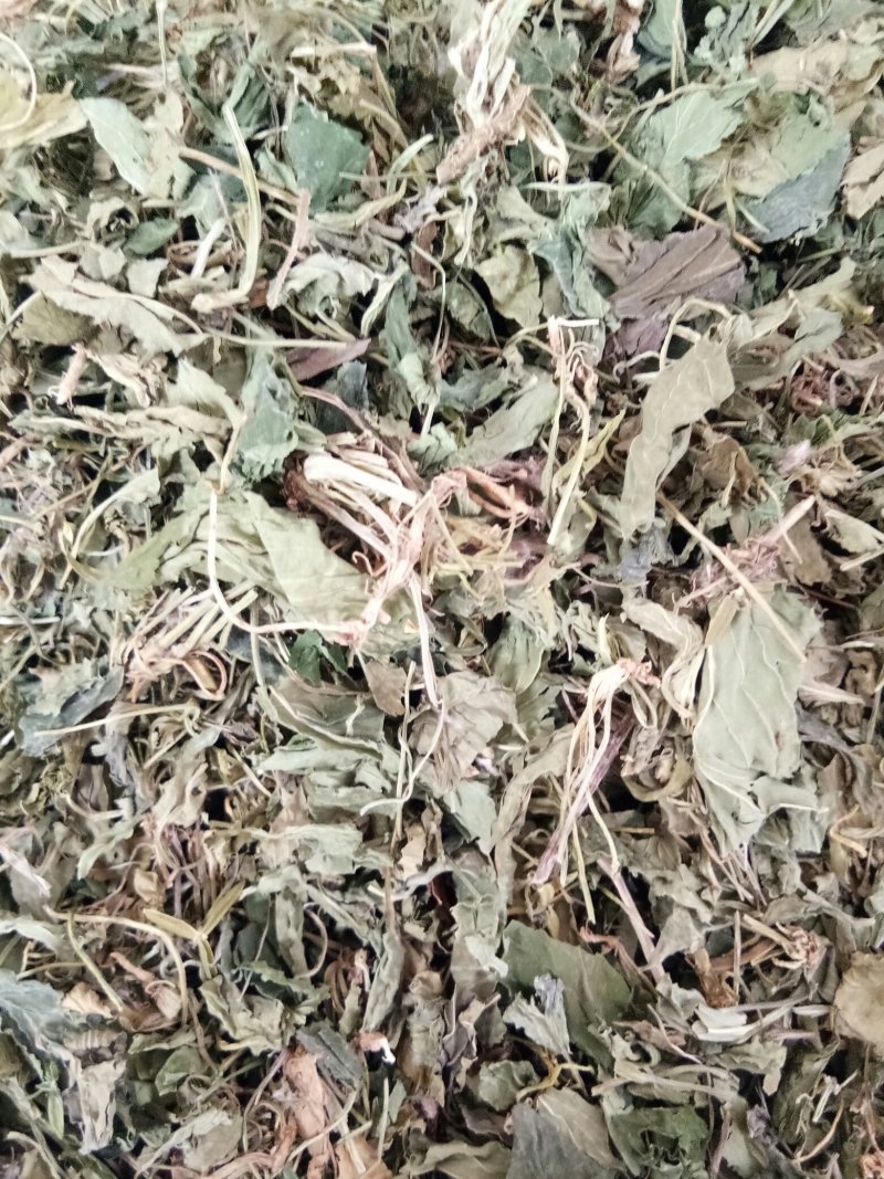 紫花地丁色泽好野生高含量一公斤起包邮