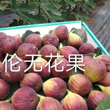 无花果有机种植熟果