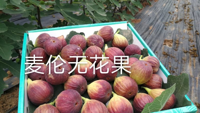 无花果有机种植熟果