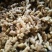 沙地大黄姜，小黄姜，水洗姜，风干姜，姜把，姜母，姜种！