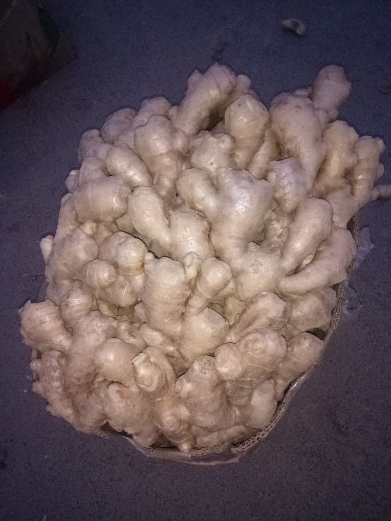 沙地大黄姜，小黄姜，水洗姜，风干姜，姜把，姜母，姜种！