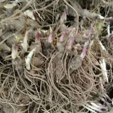 苍术，品种高产，两年收，好管理，提供技术，包回收！