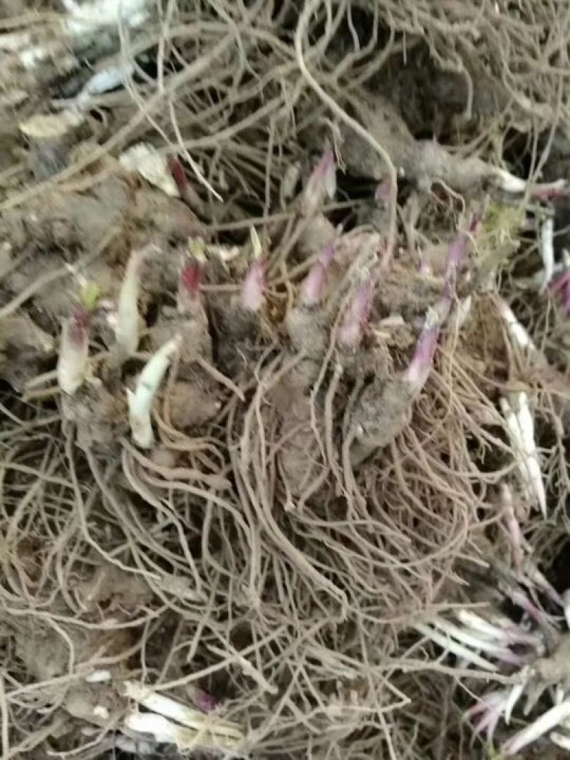 苍术，品种高产，两年收，好管理，提供技术，包回收！