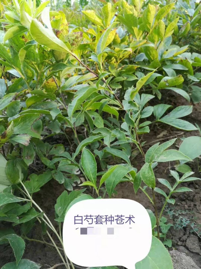 苍术，品种高产，两年收，好管理，提供技术，包回收！