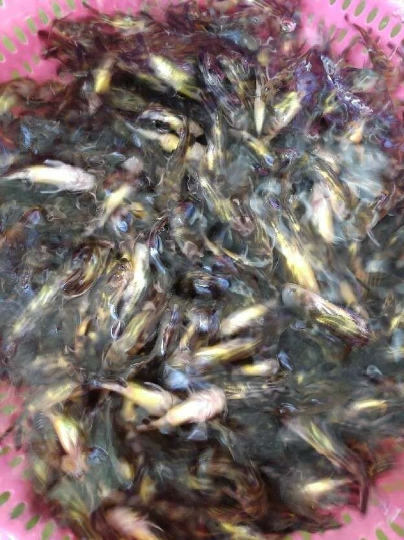 精品黄颡鱼苗产地直供四川黄辣丁苗提供养殖技术包运输