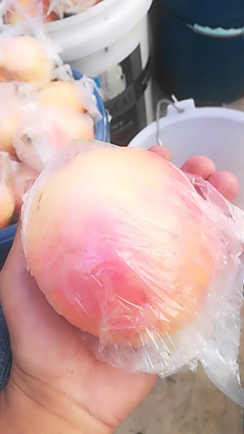 水果