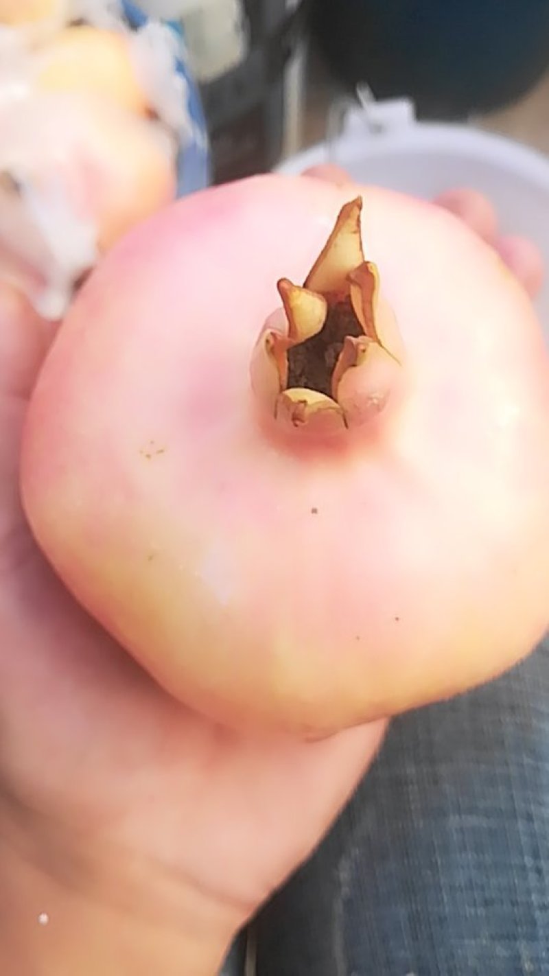 水果