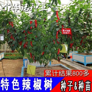 辣椒树种子10粒/包辣椒树高产种子包邮特色种子