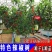 辣椒树种子10粒/包辣椒树高产种子包邮特色种子