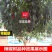辣椒树种子10粒/包辣椒树高产种子包邮特色种子