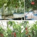 辣椒树种子10粒/包辣椒树高产种子包邮特色种子