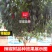 辣椒树种子10粒/包辣椒树高产种子包邮特色种子