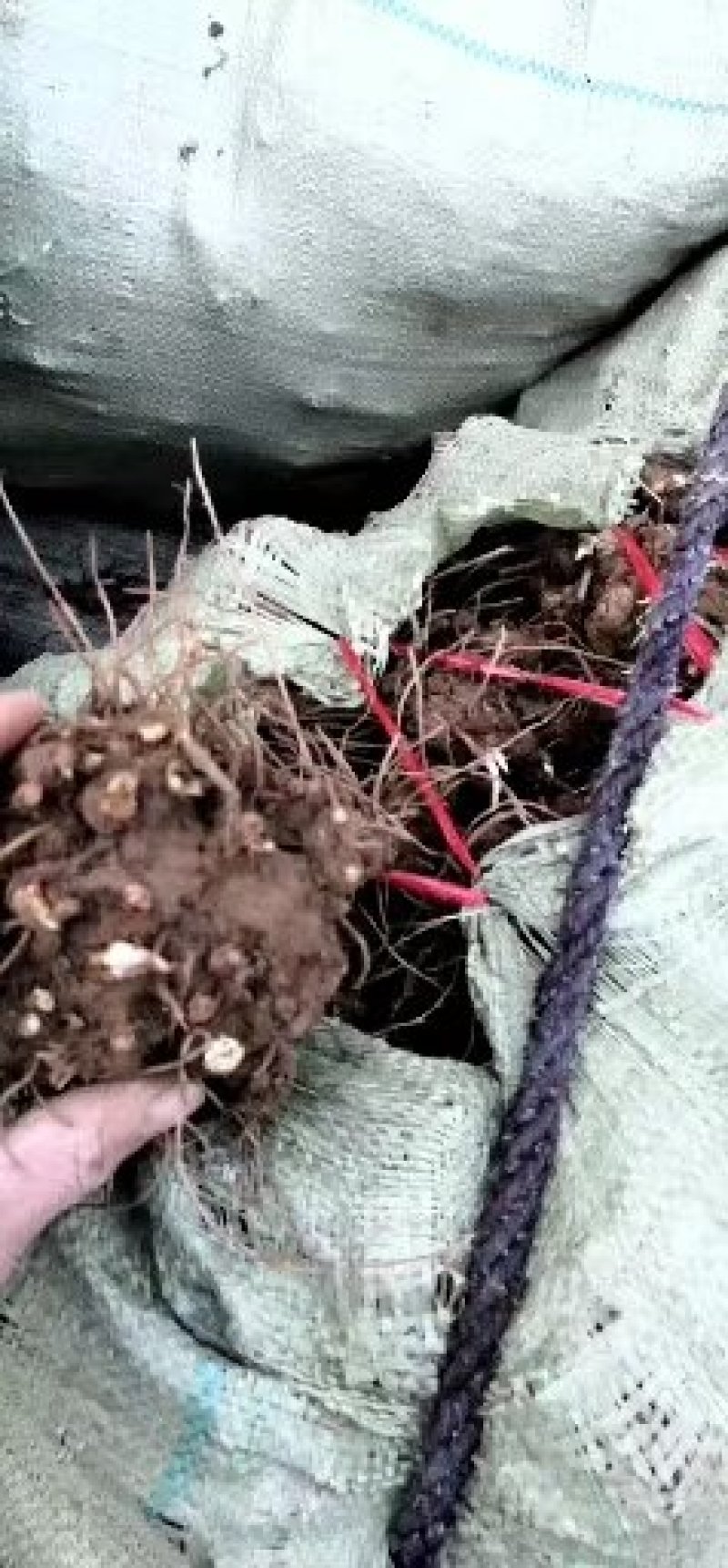 苍术种苗！，两年收，产量高好成活，效益高，上门回收！