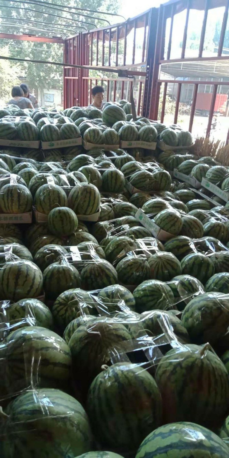 西瓜（品种齐全）【河南开封通许万亩西瓜基地直供】