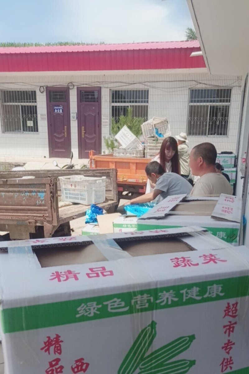 方山县国红农林牧专业合作社，基地西葫芦大量上市，