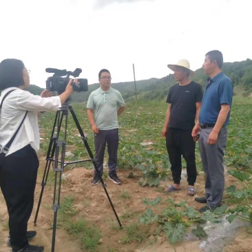 方山县国红农林牧专业合作社，基地西葫芦大量上市，