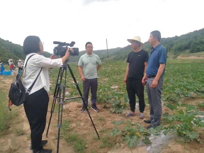 方山县国红农林牧专业合作社，基地西葫芦大量上市，
