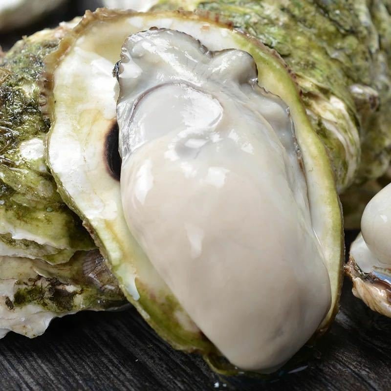 精品生蚝鲜活发货各规格齐全