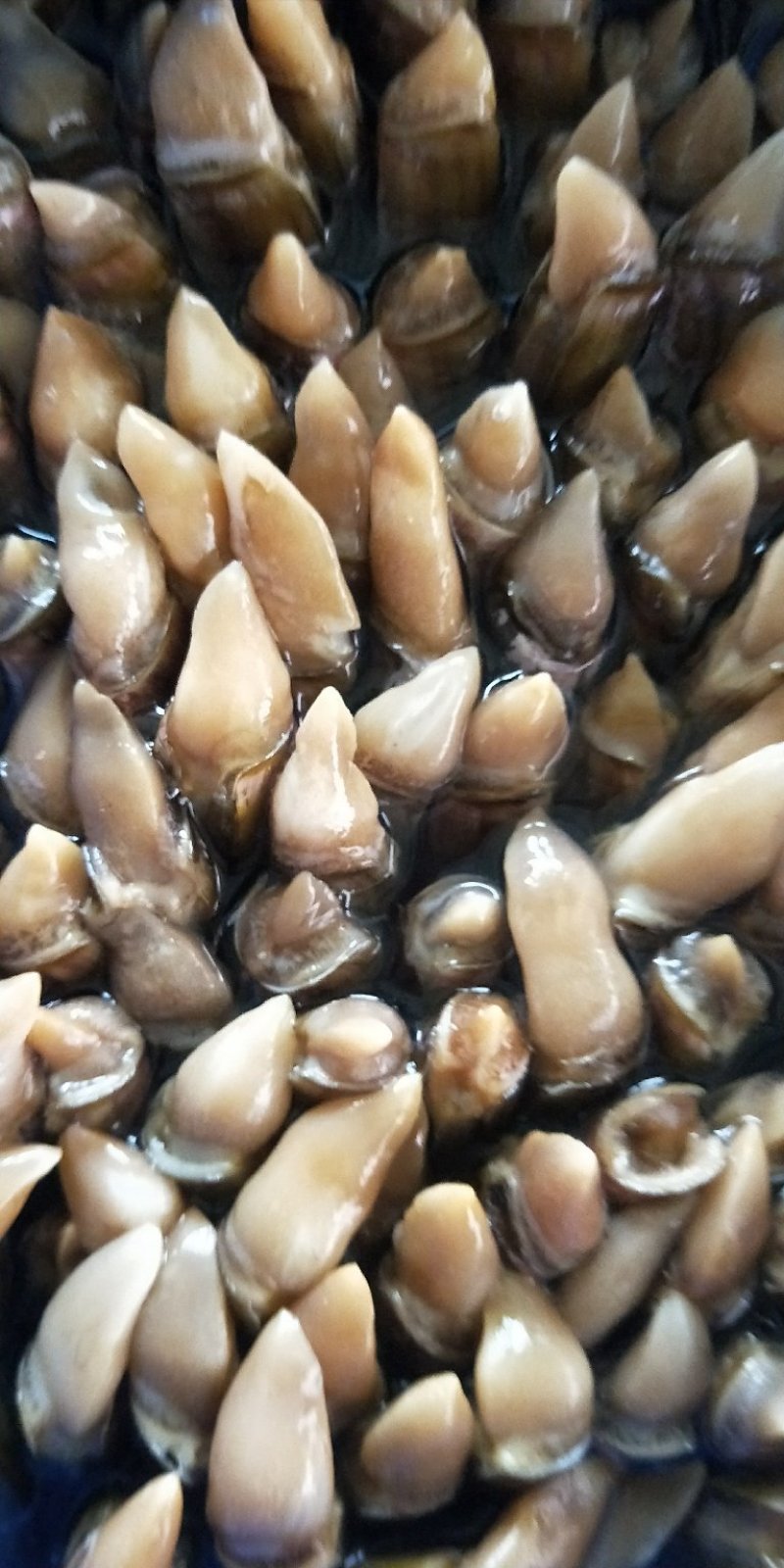 肉蛏蛏王肉新鲜大个头新鲜冷冻海鲜水产竹节蛏海圣子批发价