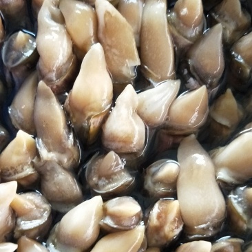 肉蛏蛏王肉新鲜大个头新鲜冷冻海鲜水产竹节蛏海圣子批发价