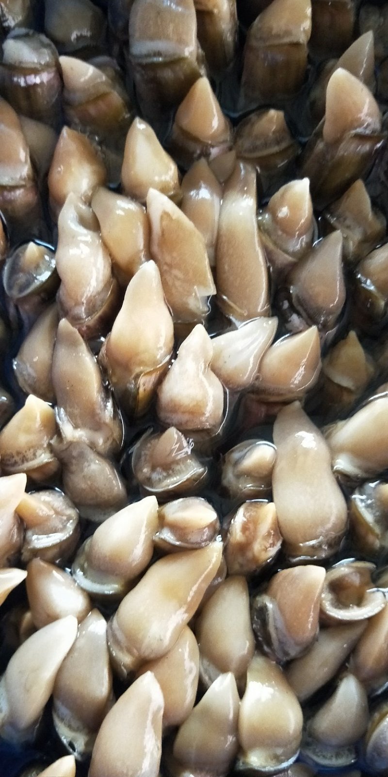 肉蛏蛏王肉新鲜大个头新鲜冷冻海鲜水产竹节蛏海圣子批发价
