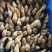 肉蛏蛏王肉新鲜大个头新鲜冷冻海鲜水产竹节蛏海圣子批发价