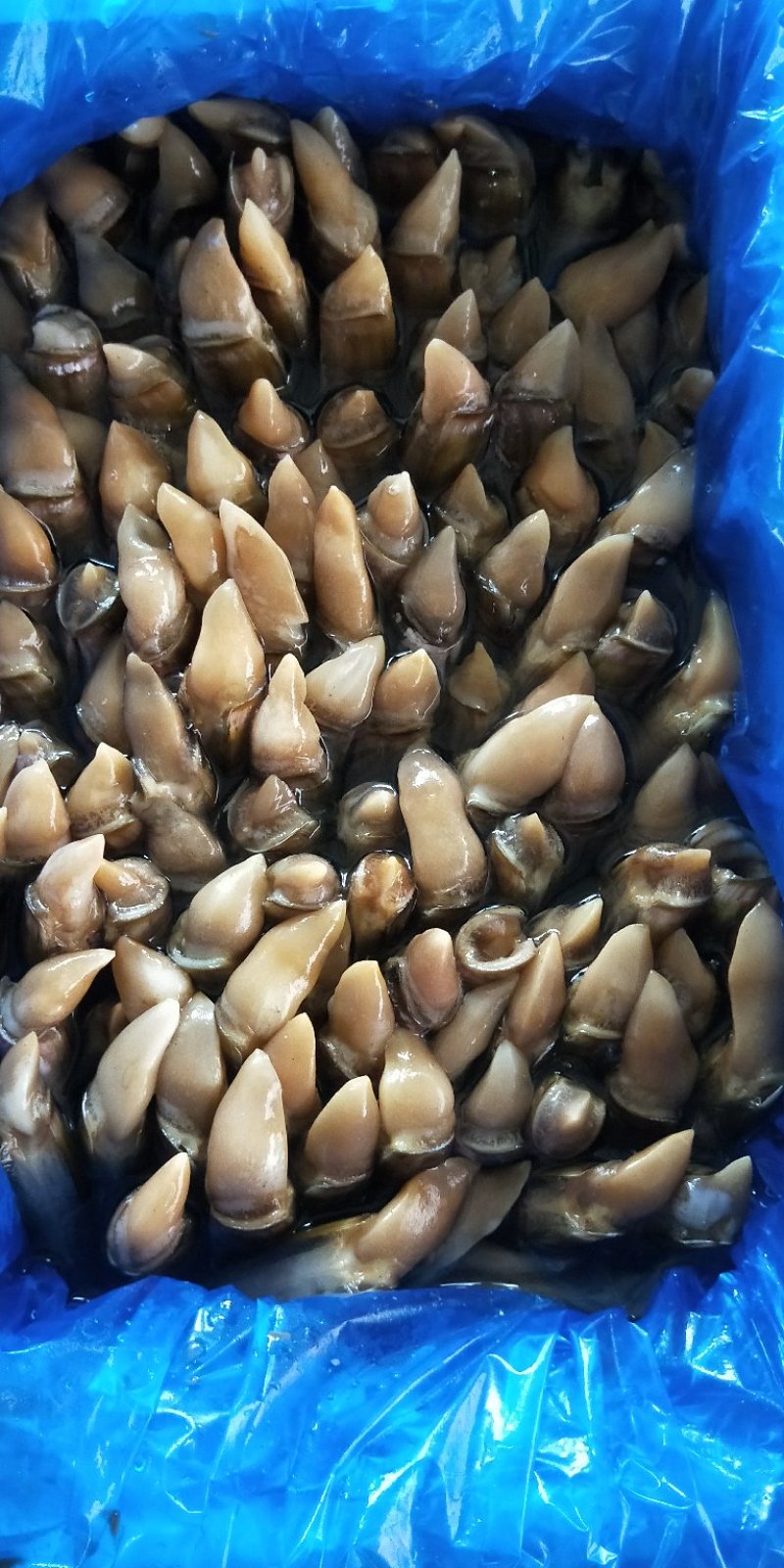 肉蛏蛏王肉新鲜大个头新鲜冷冻海鲜水产竹节蛏海圣子批发价