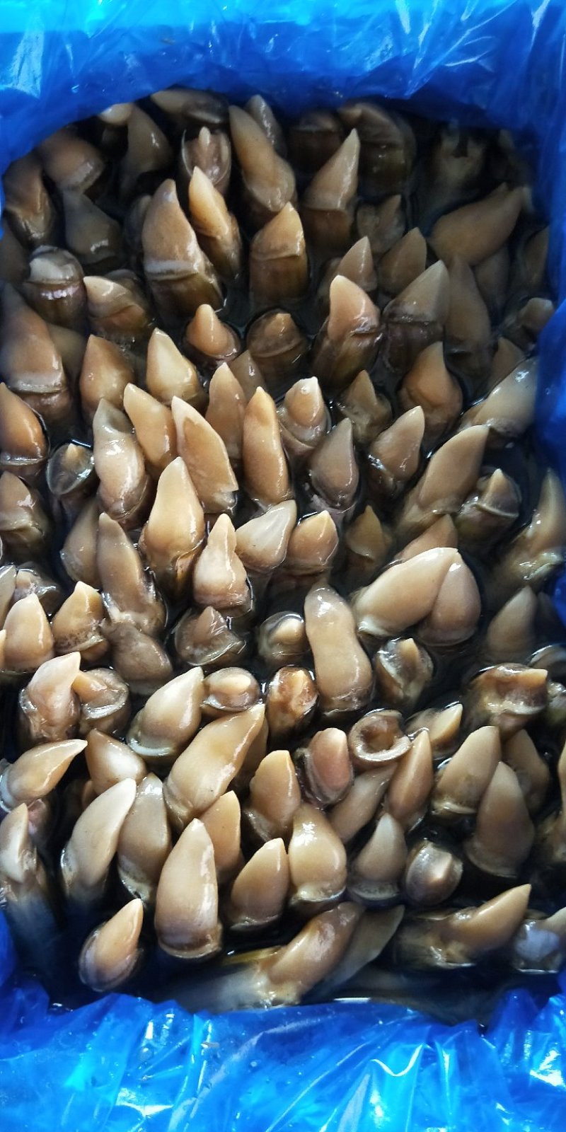 肉蛏蛏王肉新鲜大个头新鲜冷冻海鲜水产竹节蛏海圣子批发价