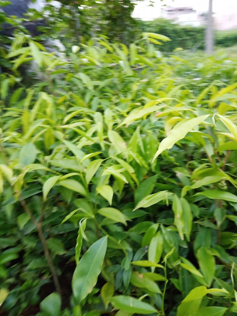 沉香苗包技术.无病毒.假一赔百