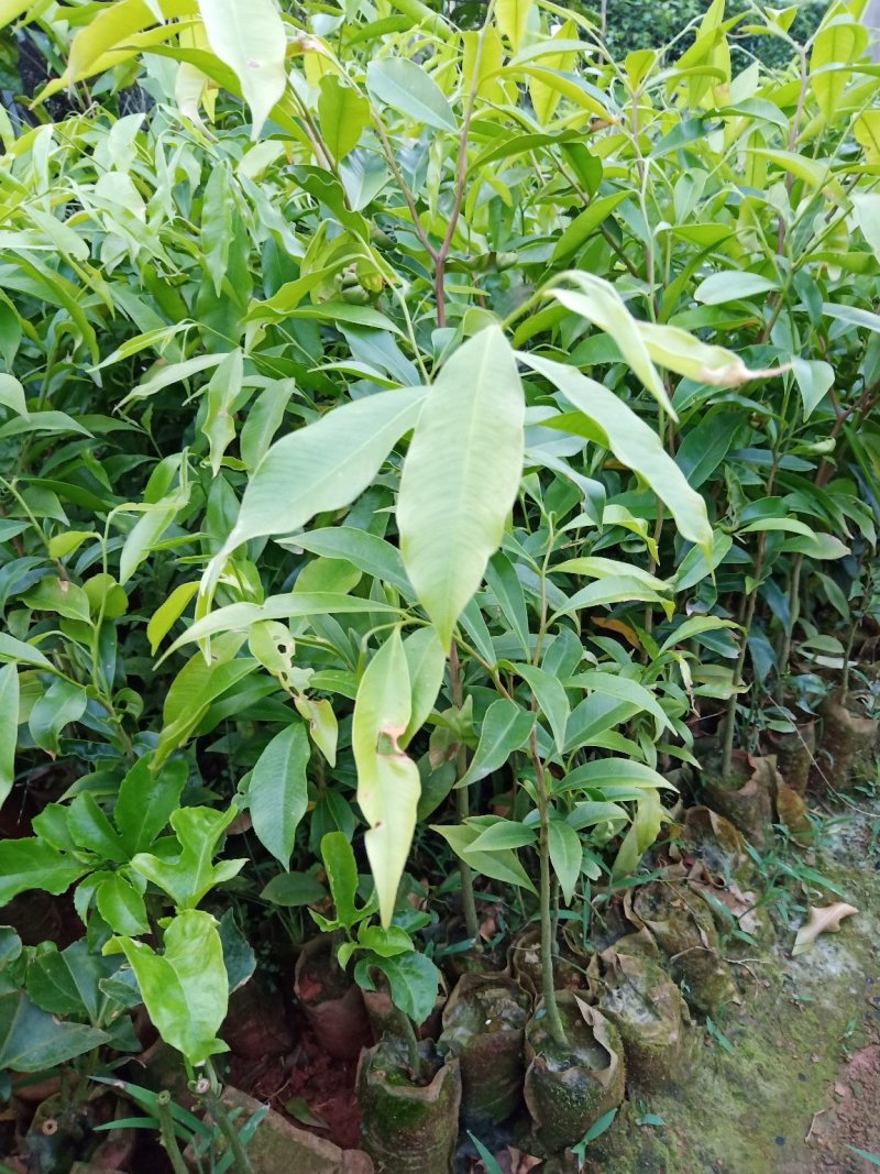 沉香苗包技术.无病毒.假一赔百