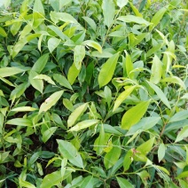 沉香苗包技术.无病毒.假一赔百