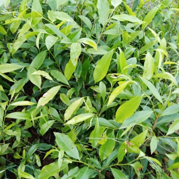 沉香苗包技术.无病毒.假一赔百