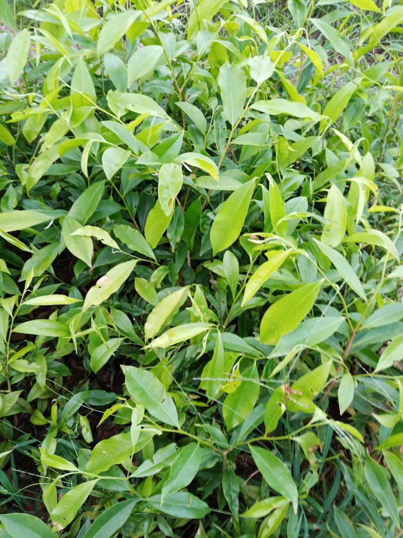 沉香苗包技术.无病毒.假一赔百