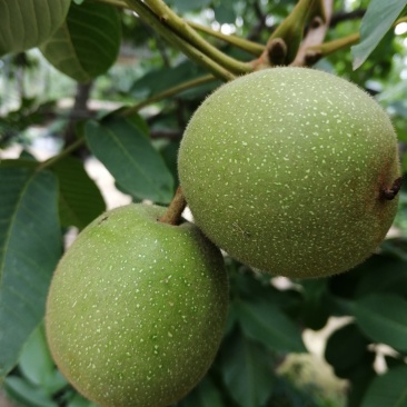 【青皮核桃】大量急售新鲜核桃高山老树香味浓郁薄皮