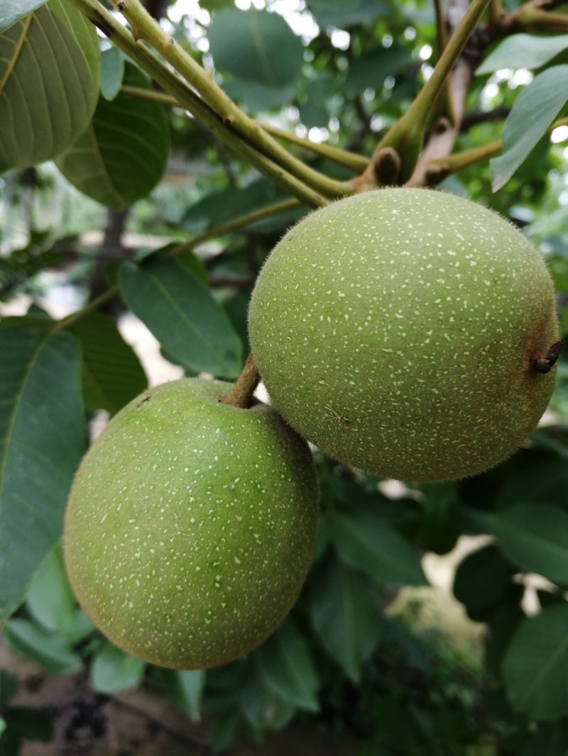 【青皮核桃】大量急售新鲜核桃高山老树香味浓郁薄皮