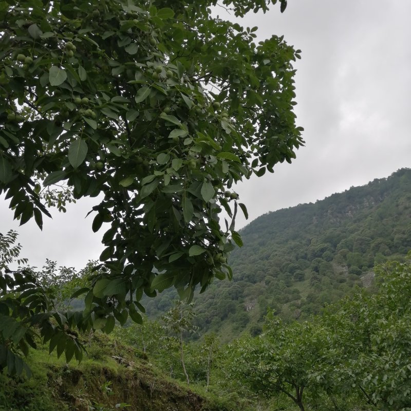 【青皮核桃】大量急售新鲜核桃高山老树香味浓郁薄皮