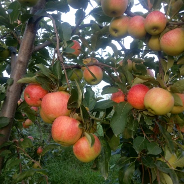 晨阳苹果，秦阳苹果，美八苹果，鲁丽苹果🍎