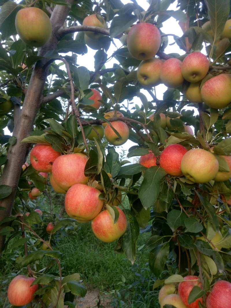 晨阳苹果，秦阳苹果，美八苹果，鲁丽苹果🍎