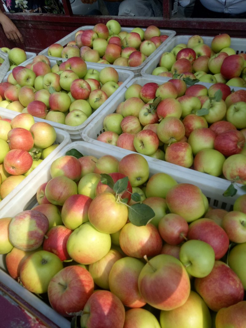 晨阳苹果，秦阳苹果，美八苹果，鲁丽苹果🍎