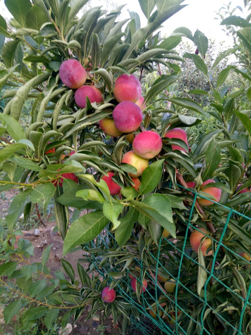晨阳苹果，秦阳苹果，美八苹果，鲁丽苹果🍎