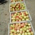 晨阳苹果，秦阳苹果，美八苹果，鲁丽苹果🍎