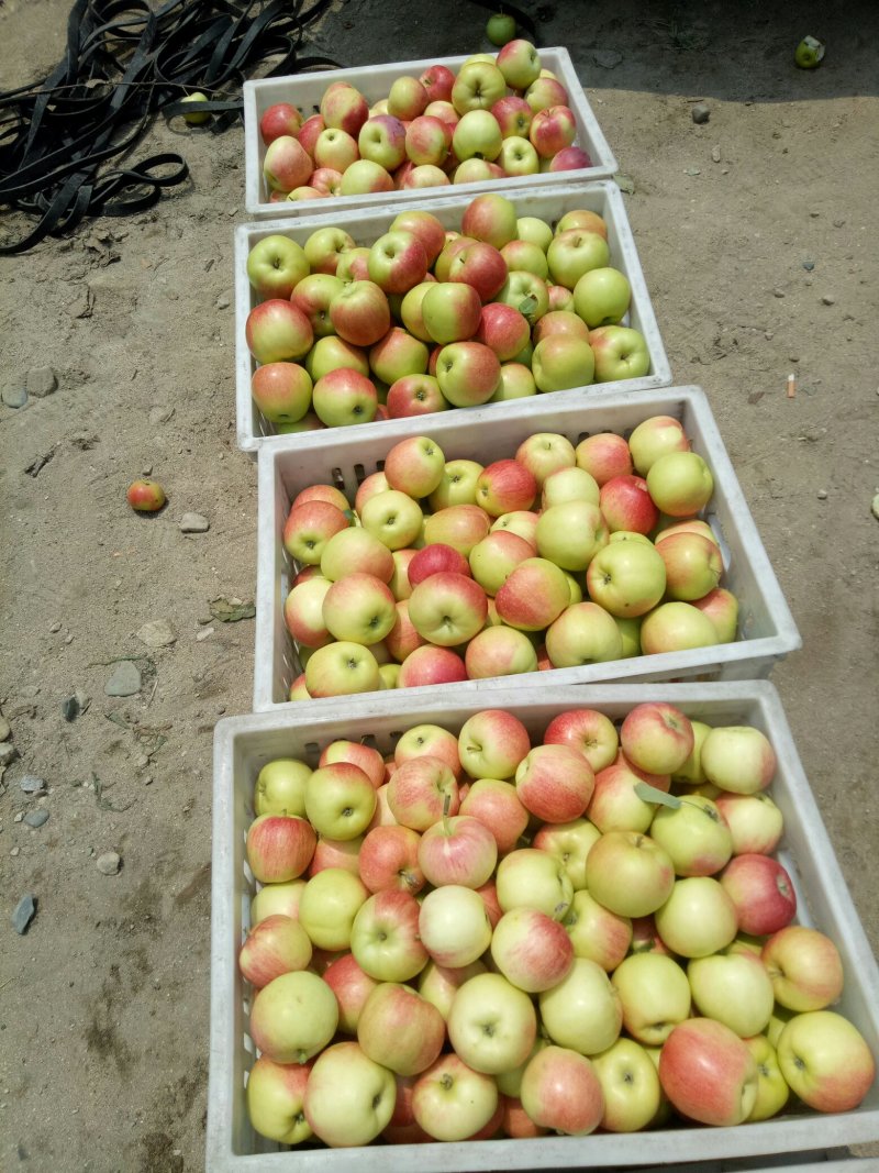 晨阳苹果，秦阳苹果，美八苹果，鲁丽苹果🍎