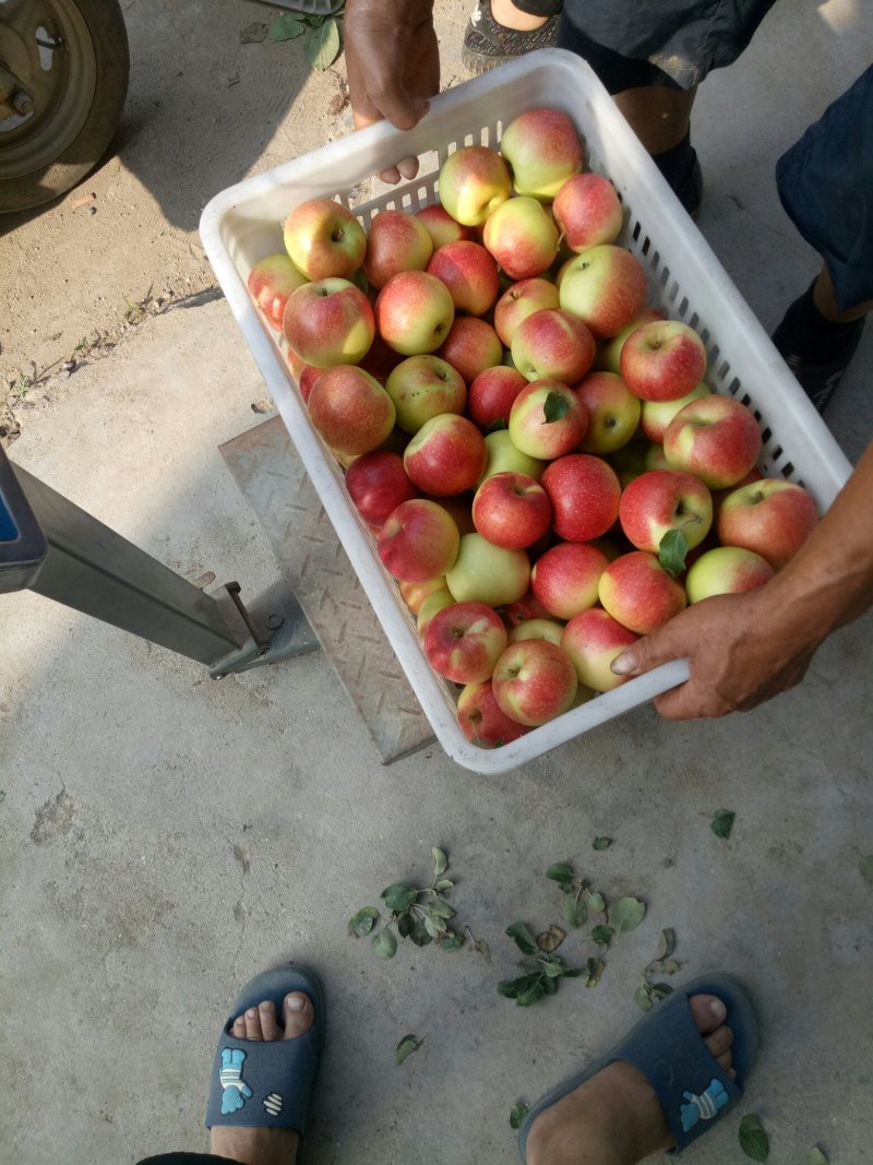 晨阳苹果，秦阳苹果，美八苹果，鲁丽苹果🍎